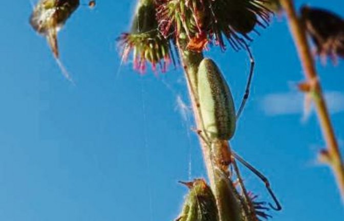 Die Gemeine Streckerspinne sitzt am Stängel (inks), die Herbstspinne im Netz. Fotos: Rücker