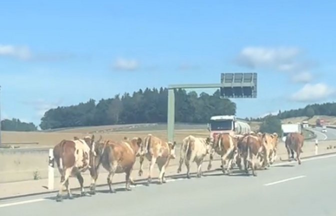 Bei diesem Anblick staunten die Autofahrer auf der A8 bei Dasing nicht schlecht.<span class='image-autor'>Foto: privat</span>