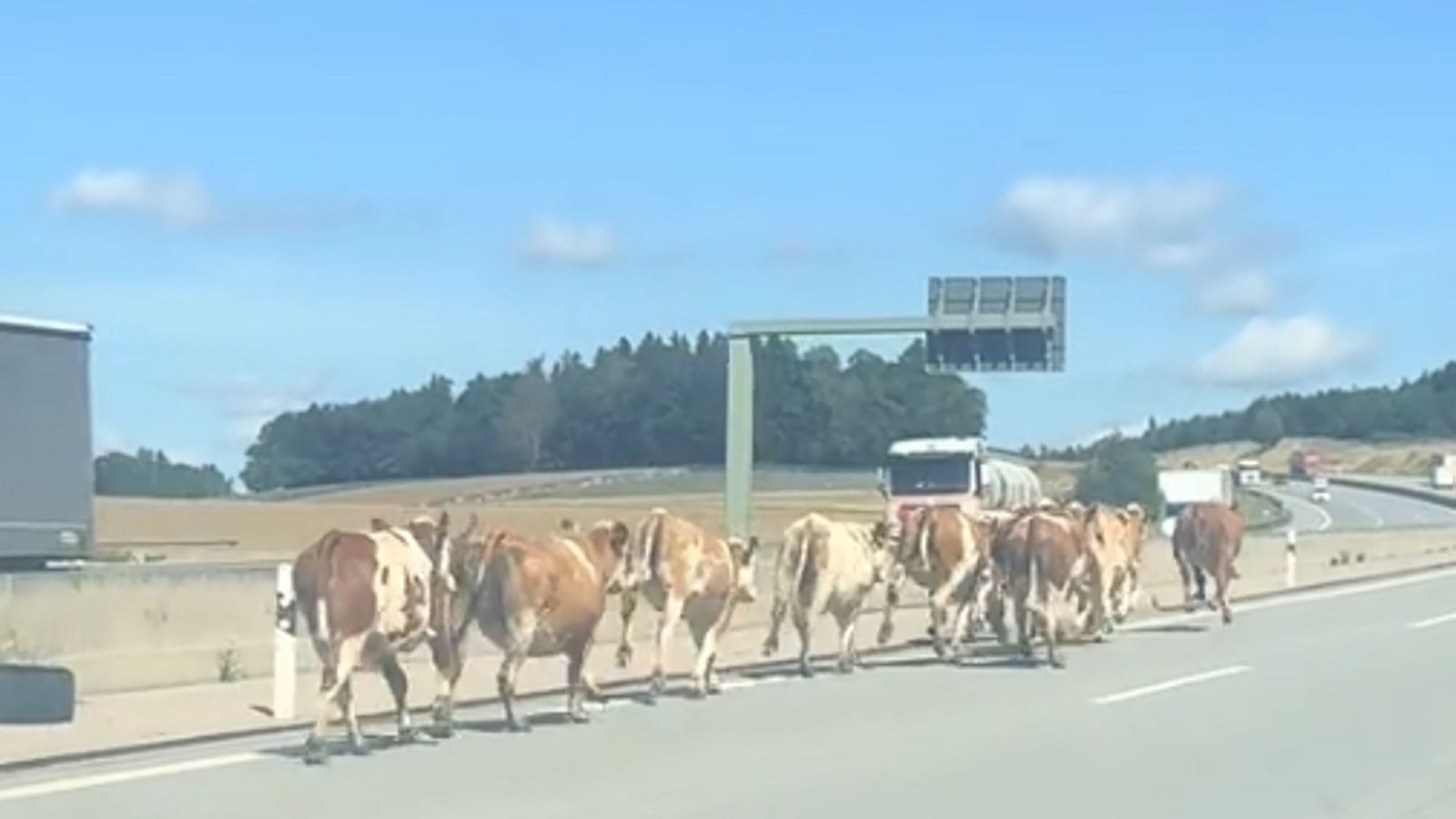 Bei diesem Anblick staunten die Autofahrer auf der A8 bei Dasing nicht schlecht.Foto: privat Bei diesem Anblick staunten die Autofahrer auf der A8 bei Dasing nicht schlecht.Foto: privat
