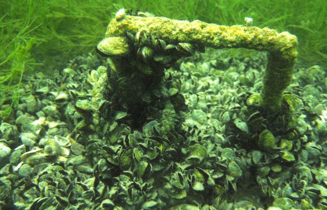 Der Bodensee wird zum Quaggamuschelsee.<span class='image-autor'>Foto: Uni Konstanz/Dietmar Straile</span>