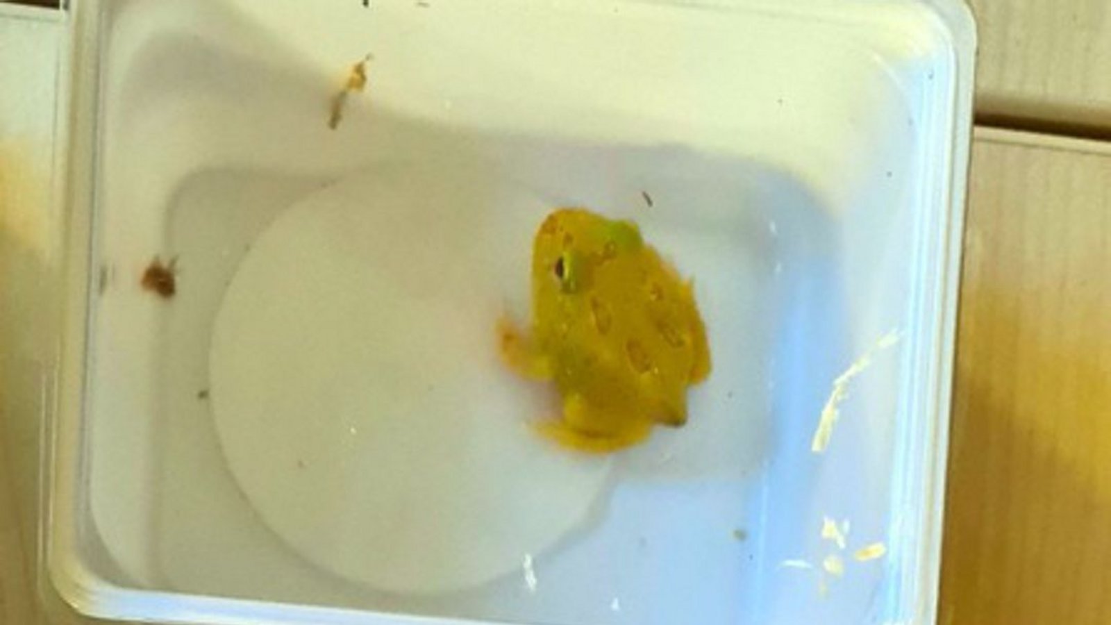 Auch exotische Frösche wurden sichergestellt.Foto: Hauptzollamt Singen Auch exotische Frösche wurden sichergestellt.Foto: Hauptzollamt Singen