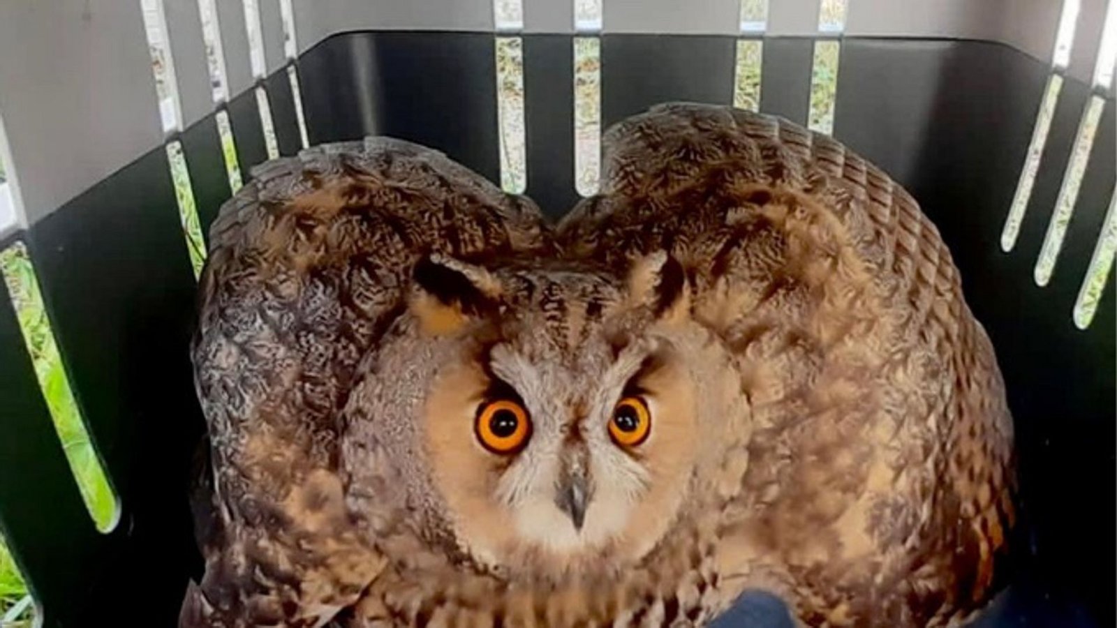Einer der Höhepunkte in seinem tierreichen Berufsleben: Diese Waldohreule hat Völker aufgezogen.Foto: privat