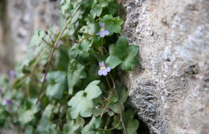 Das Zimbelkraut an der Vaihinger Stadtmauer. Foto: Rücker