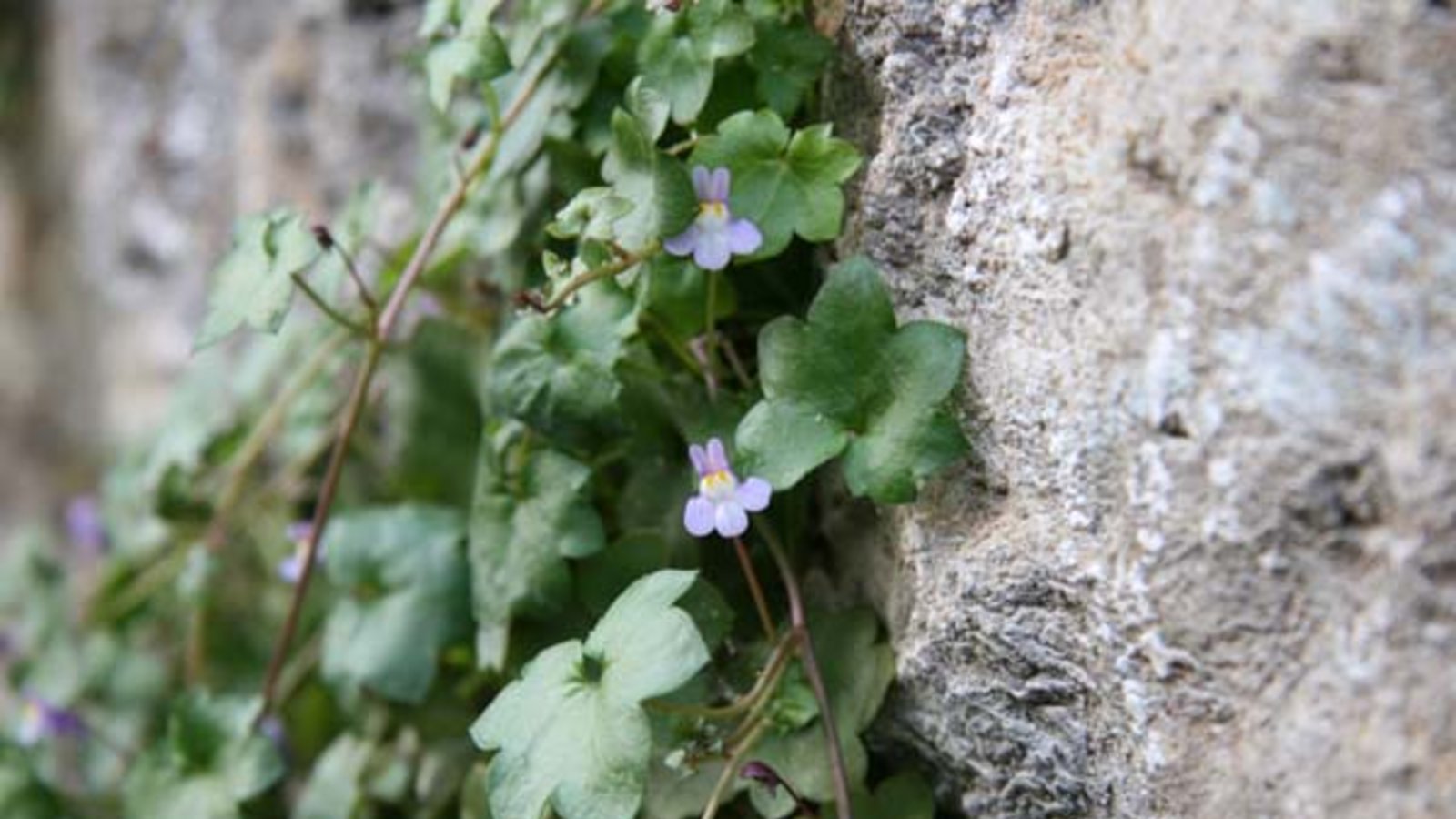 Das Zimbelkraut an der Vaihinger Stadtmauer. Foto: Rücker Das Zimbelkraut an der Vaihinger Stadtmauer. Foto: Rücker