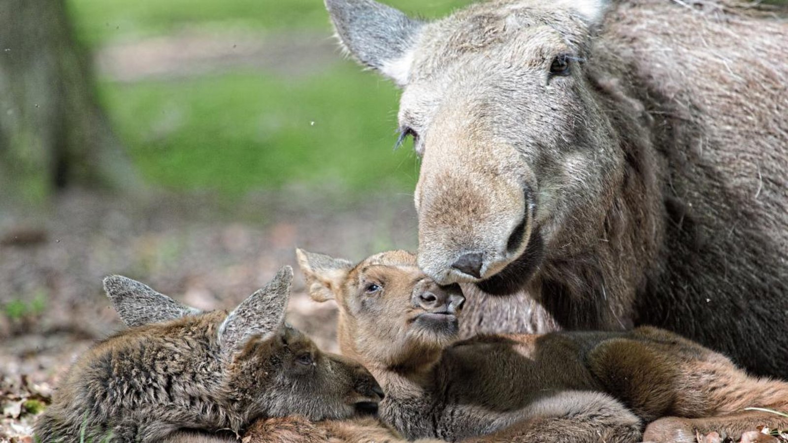 Die Elchmama kümmert sich liebevoll um ihre Zwillinge. Fotos: Schwarz Die Elchmama kümmert sich liebevoll um ihre Zwillinge. Fotos: Schwarz