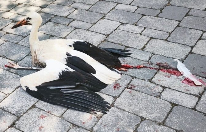 Dem schwer verletzten Storch konnte nicht mehr geholfen werden.<span class='image-autor'>privat</span>