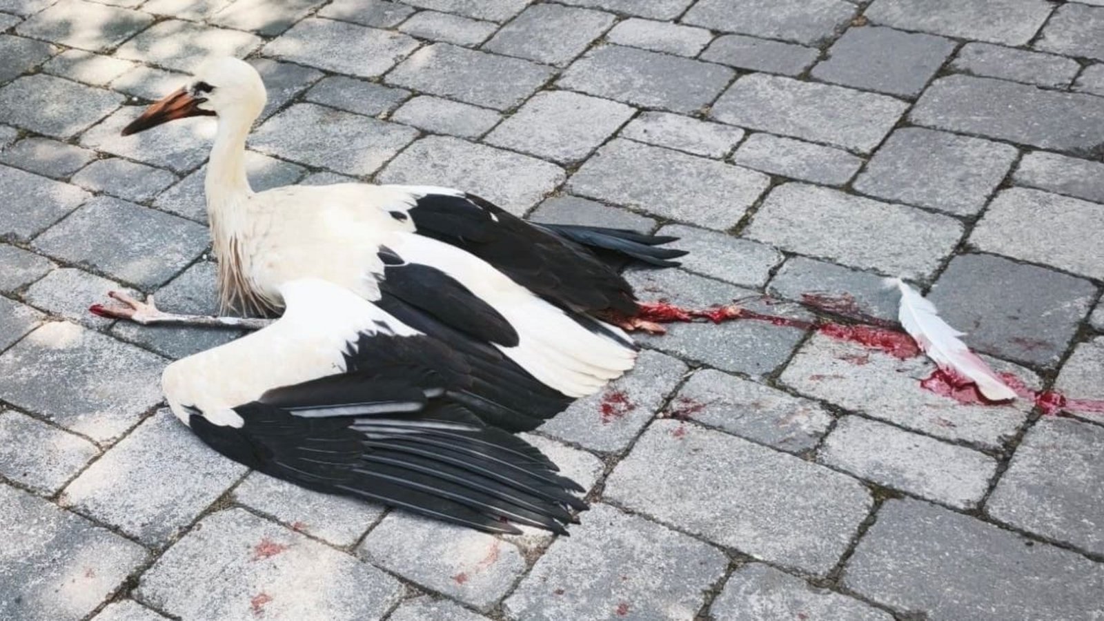Dem schwer verletzten Storch konnte nicht mehr geholfen werden.privat Dem schwer verletzten Storch konnte nicht mehr geholfen werden.privat