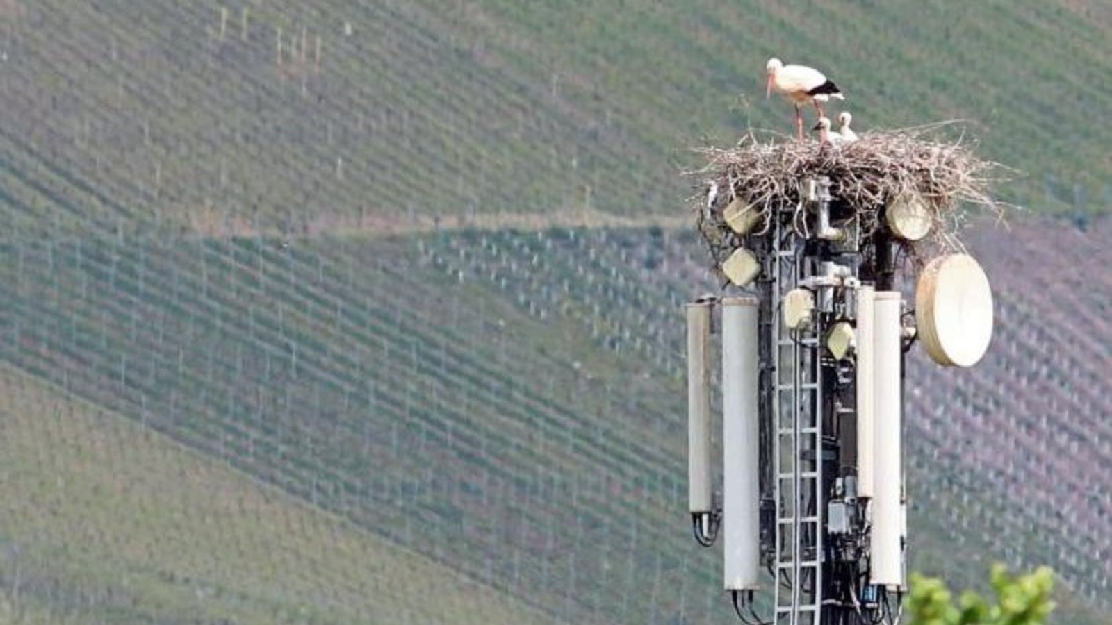 Horrheimer Störche mit „Sendungsbewusstsein“ genießen den Blick.  Foto: Scharpf: