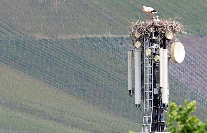 Horrheimer Störche mit „Sendungsbewusstsein“ genießen den Blick.  Foto: Scharpf:
