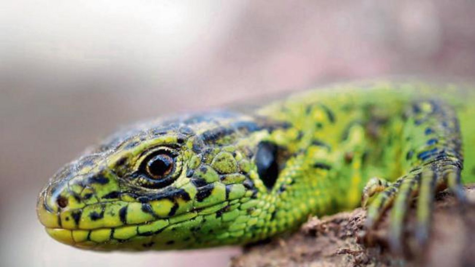 Wildlebende Tiere sind vor Zecken nicht gefeit. Rudi Thalhäuser aus Gündelbach zählte bei dieser Zauneidechse gleich acht Exemplare. Wildlebende Tiere sind vor Zecken nicht gefeit. Rudi Thalhäuser aus Gündelbach zählte bei dieser Zauneidechse gleich acht Exemplare.
