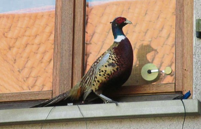 Der Fasan, wie er bei Helga Kufferath in Oberriexingen vor dem Fenster sitzt.  Foto: Kufferath