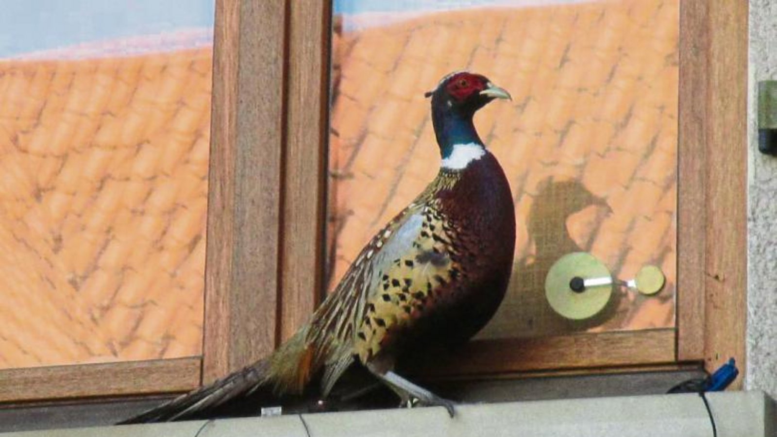 Der Fasan, wie er bei Helga Kufferath in Oberriexingen vor dem Fenster sitzt.  Foto: Kufferath