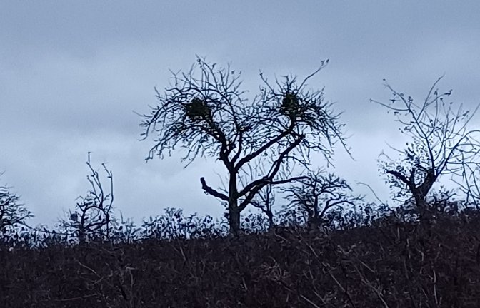 Dass auch Mutter Natur mit einem Smiley lächelt, sieht man hier mit etwas Fantasie. sr
