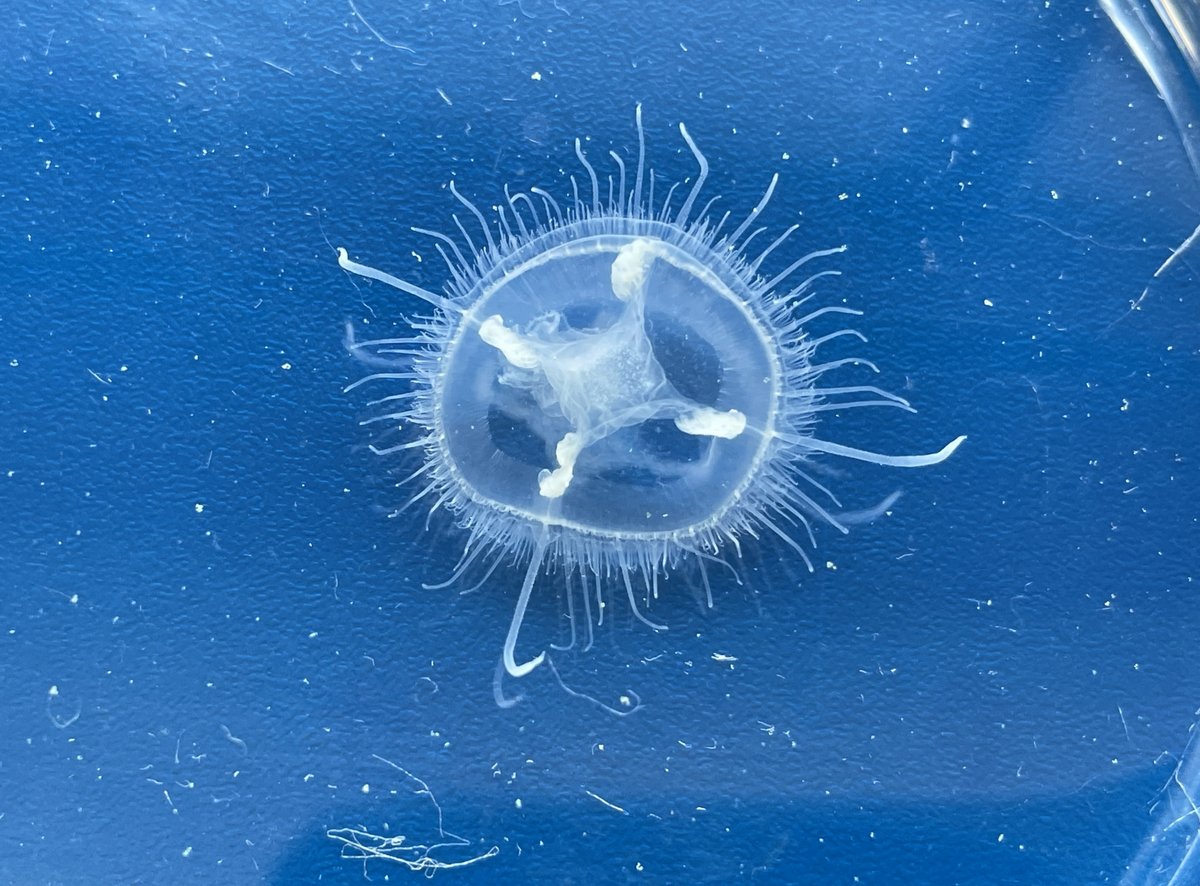 Die Quallen sind unter uns