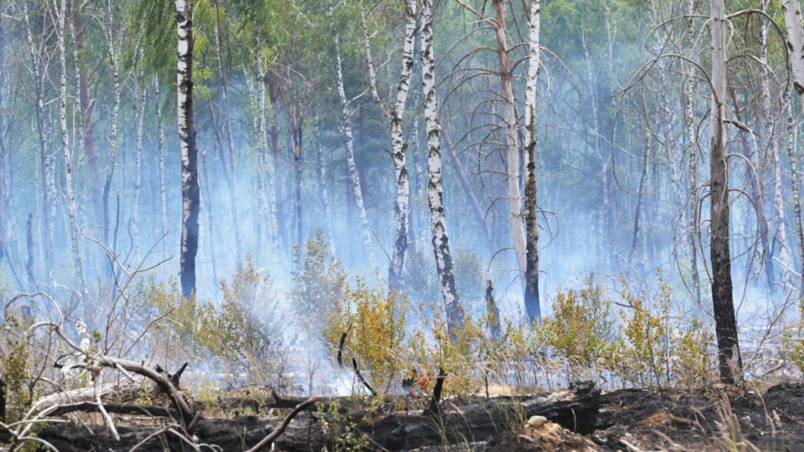 Rauschschwaden ziehen durch einen Wald und künden von einem Waldbrand.Michael Bahlo/dpa Rauschschwaden ziehen durch einen Wald und künden von einem Waldbrand.Michael Bahlo/dpa