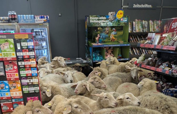 Schafe eng an eng im Penny-Markt – das Unternehmen dreht den Spieß um.<span class='image-autor'>Foto: -/REWE Group/dpa</span>