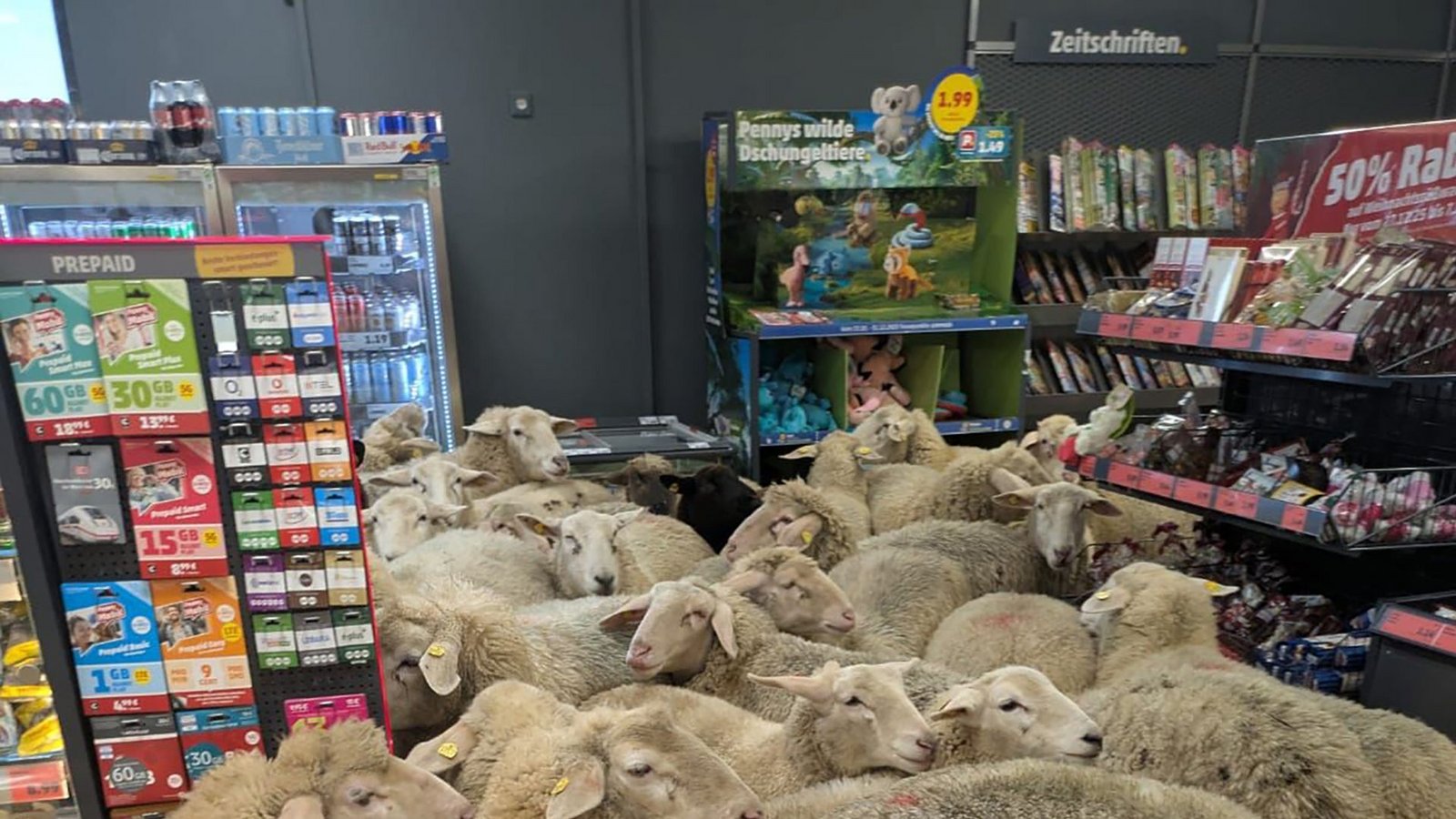 Schafe eng an eng im Penny-Markt – das Unternehmen dreht den Spieß um.Foto: -/REWE Group/dpa