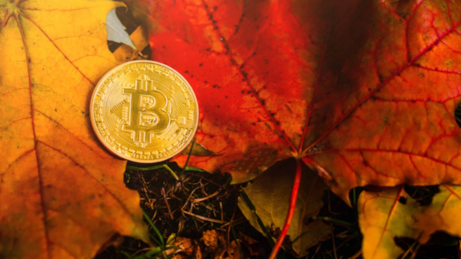 Im Oktober sprechen viele Bitcoin-Fans vom „Uptober“. Warum dieser Monat für die Kryptowährung eine besondere Rolle spielt, erfahren Sie hier.Foto: Andrew Angelov / Shutterstock.com Im Oktober sprechen viele Bitcoin-Fans vom „Uptober“. Warum dieser Monat für die Kryptowährung eine besondere Rolle spielt, erfahren Sie hier.Foto: Andrew Angelov / Shutterstock.com