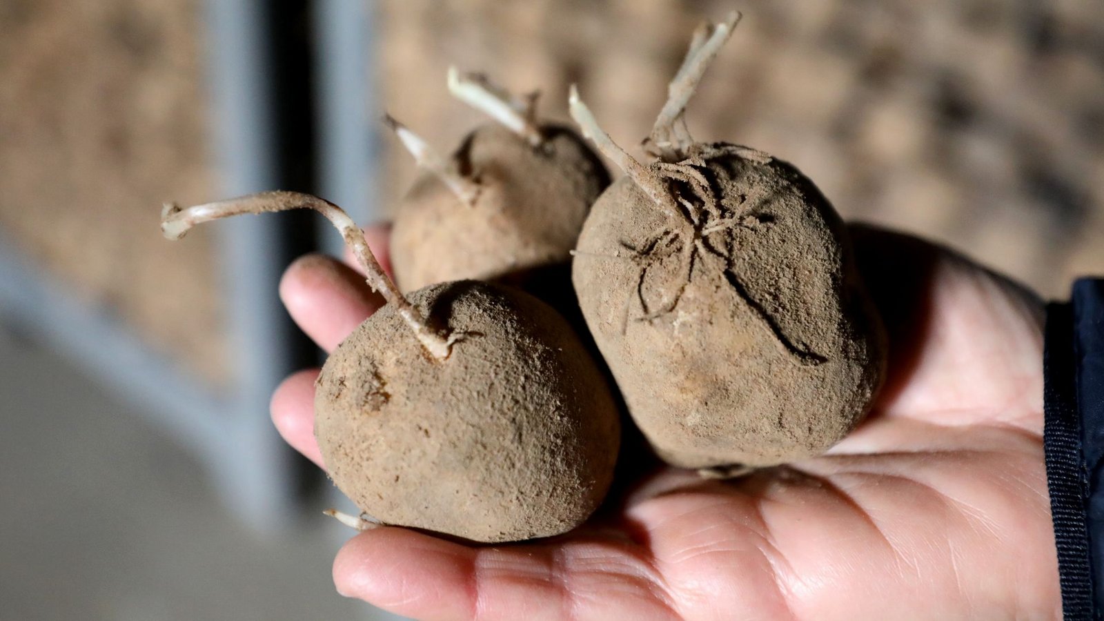 Kartoffeln sind besonders hitzeempfindlich. (Archivbild)Foto: Bernd Wüstneck/dpa