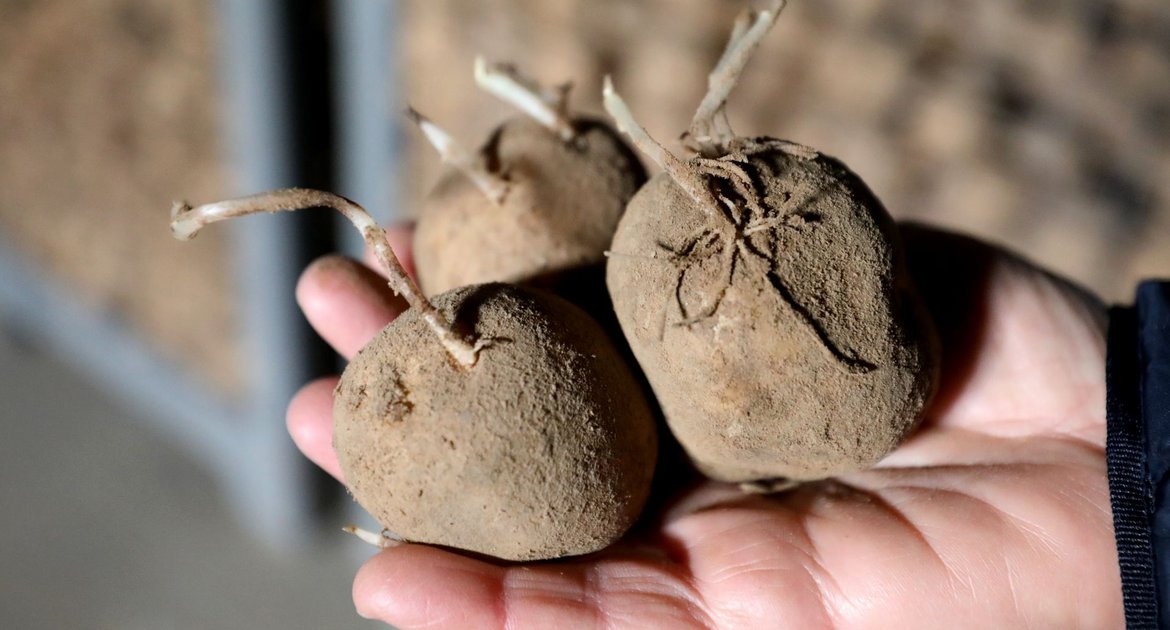 Extremhitze und Landwirtschaft