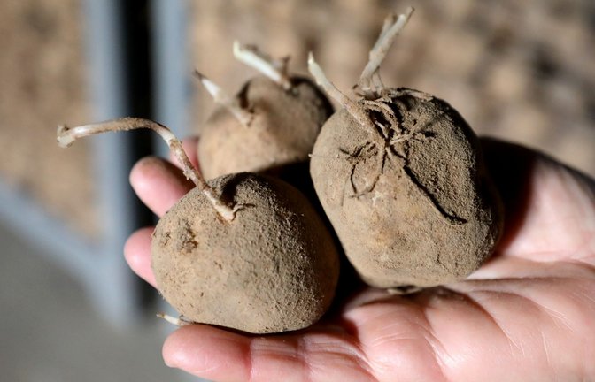Kartoffeln sind besonders hitzeempfindlich. (Archivbild)<span class='image-autor'>Foto: Bernd Wüstneck/dpa</span>