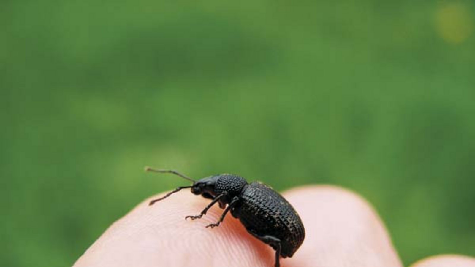 Der Rüsselkäfer, der aus der Wäschetrommel kam. Foto: Rücker Der Rüsselkäfer, der aus der Wäschetrommel kam. Foto: Rücker