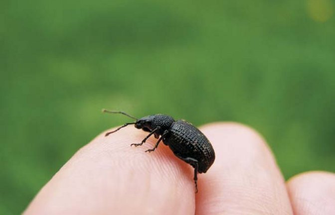 Der Rüsselkäfer, der aus der Wäschetrommel kam. Foto: Rücker