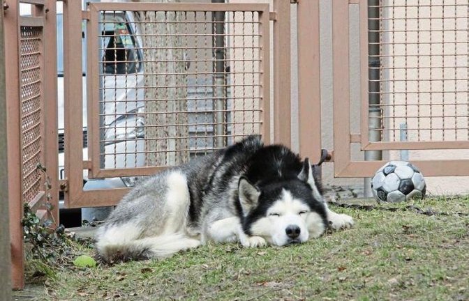 So ein Hundeleben – kann eben manchmal auch einfach nur herrlich entspannend sein. Ob er wohl von einem großen Knochen träumt? Foto: Banholzer