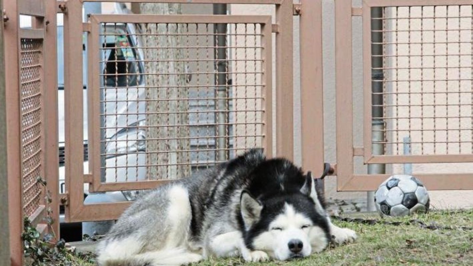 So ein Hundeleben – kann eben manchmal auch einfach nur herrlich entspannend sein. Ob er wohl von einem großen Knochen träumt? Foto: Banholzer So ein Hundeleben – kann eben manchmal auch einfach nur herrlich entspannend sein. Ob er wohl von einem großen Knochen träumt? Foto: Banholzer