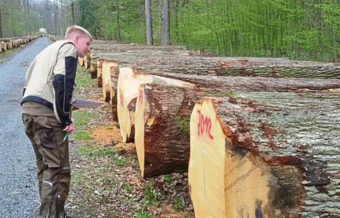 Eichenstammparade am zentralen Lagerplatz im Bartenberg-Wald bei Kleinglattbach. Die Holzeinkäufer – hier ein Experte aus Osnabrück – schauen genau hin, bevor sie ihre Gebote für die Heimerdinger Submission abschicken. Am 11. April, 9 Uhr, müssen sie beim Fachbereich Forsten des Landratsamtes in Vaihingen vorliegen. 2043 Festmeter sind im Angebot, kompakt anzusehen im Bartenberg und im Pulverdinger Holz.  Foto: Arning