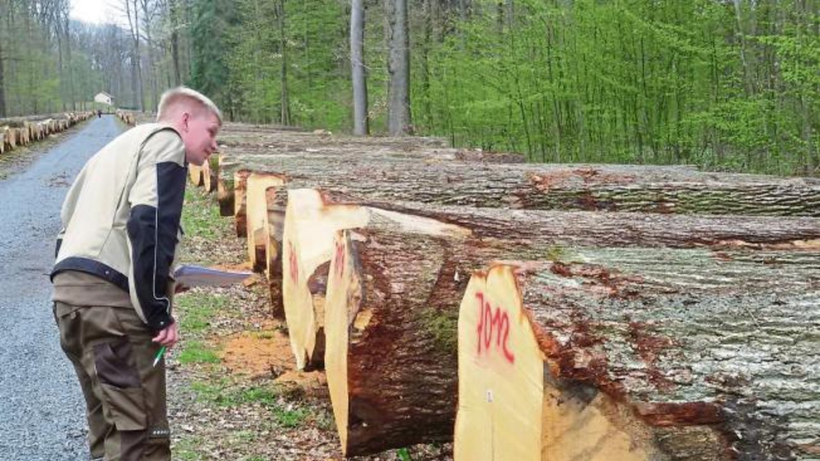 Eichenstammparade am zentralen Lagerplatz im Bartenberg-Wald bei Kleinglattbach. Die Holzeinkäufer – hier ein Experte aus Osnabrück – schauen genau hin, bevor sie ihre Gebote für die Heimerdinger Submission abschicken. Am 11. April, 9 Uhr, müssen sie beim Fachbereich Forsten des Landratsamtes in Vaihingen vorliegen. 2043 Festmeter sind im Angebot, kompakt anzusehen im Bartenberg und im Pulverdinger Holz. Foto: Arning Eichenstammparade am zentralen Lagerplatz im Bartenberg-Wald bei Kleinglattbach. Die Holzeinkäufer – hier ein Experte aus Osnabrück – schauen genau hin, bevor sie ihre Gebote für die Heimerdinger Submission abschicken. Am 11. April, 9 Uhr, müssen sie beim Fachbereich Forsten des Landratsamtes in Vaihingen vorliegen. 2043 Festmeter sind im Angebot, kompakt anzusehen im Bartenberg und im Pulverdinger Holz. Foto: Arning