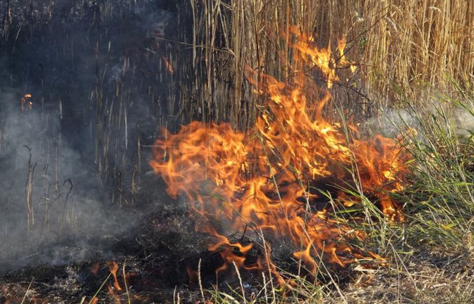 Wochenlange Hitze und Trockenheit:&nbsp; Unter den derzeiten Bedingungen braucht es nicht viel, um einen Flächenbrand auszulösen. So wie am Sonntag bei diesem Feuer auf einem Getreidefeld bei Dagersheim.<span class='image-autor'>SDMG</span>