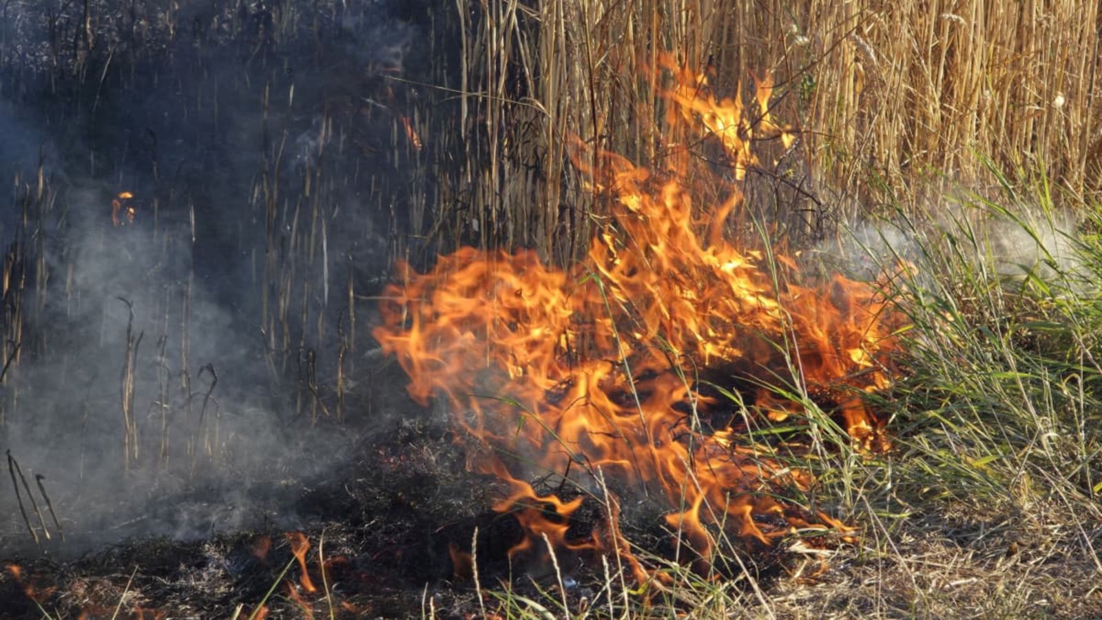 Wochenlange Hitze und Trockenheit:&nbsp; Unter den derzeiten Bedingungen braucht es nicht viel, um einen Flächenbrand auszulösen. So wie am Sonntag bei diesem Feuer auf einem Getreidefeld bei Dagersheim.SDMG