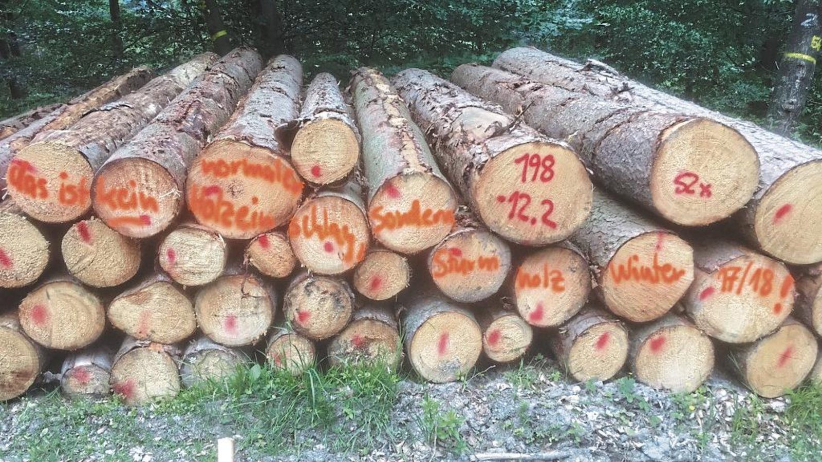 Die Lagerung des Sturmholzes stellt derzeit ein echtes Problem dar. Foto: p Die Lagerung des Sturmholzes stellt derzeit ein echtes Problem dar. Foto: p