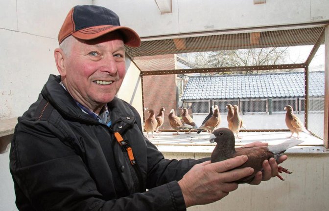 Heinz Speidel mit seiner roten Täubin, die 2015 den bundesweit ersten Platz in ihrer Rasse belegt hat. Fotos: Banholzer