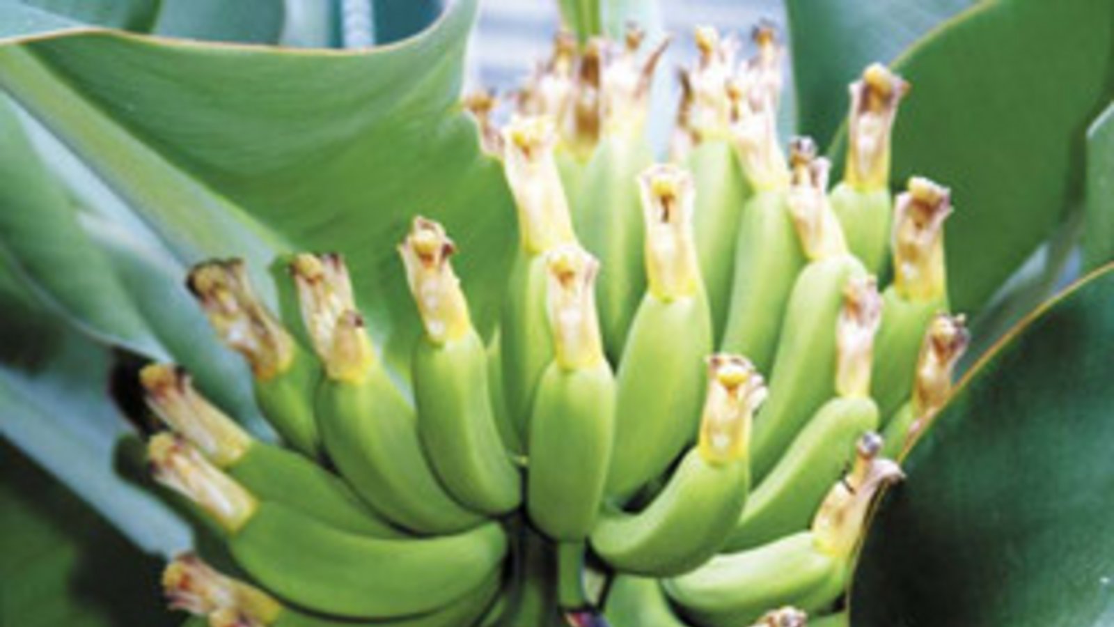 Die Bananenstaude der Junaceks liefert Früchte. Foto: Junacek Die Bananenstaude der Junaceks liefert Früchte. Foto: Junacek