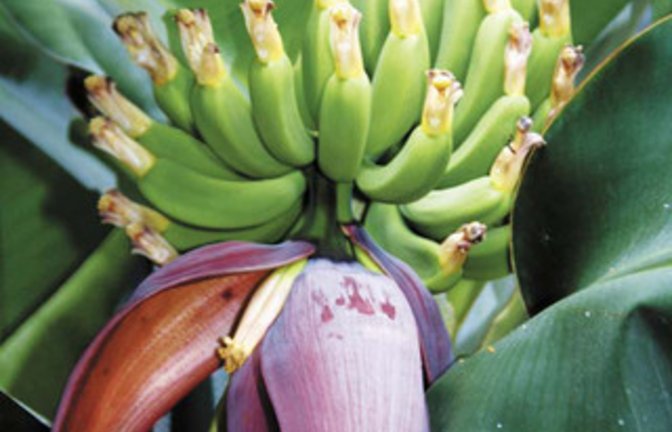 Die Bananenstaude der Junaceks liefert Früchte. Foto: Junacek