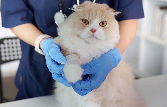Ein Tierarzt hält die Pfote einer Katze zur Behandlung.<span class='image-autor'>Foto: Imago/Zoonar</span>
