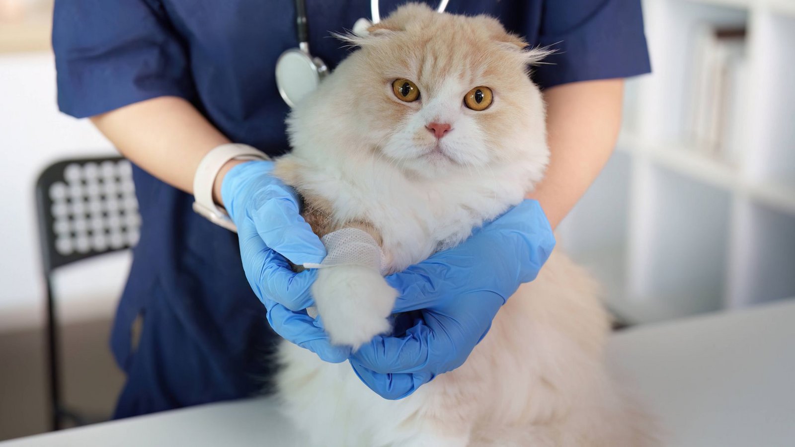 Ein Tierarzt hält die Pfote einer Katze zur Behandlung.Foto: Imago/Zoonar Ein Tierarzt hält die Pfote einer Katze zur Behandlung.Foto: Imago/Zoonar