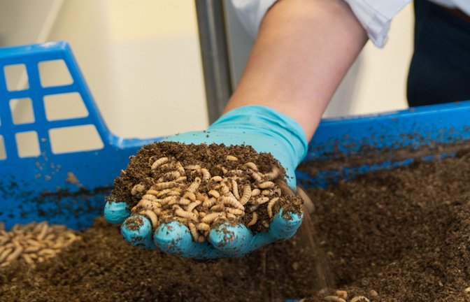Fliegenlarven sind beim Futter nicht sehr wählerisch.<span class='image-autor'>Foto: Fraunhofer IGB</span>