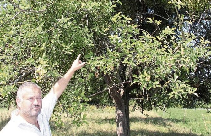 Fabian Köstlin zeigt einen stark von Misteln befallenen Apfelbaum in Ochsenbach.     Fotos: Rieger