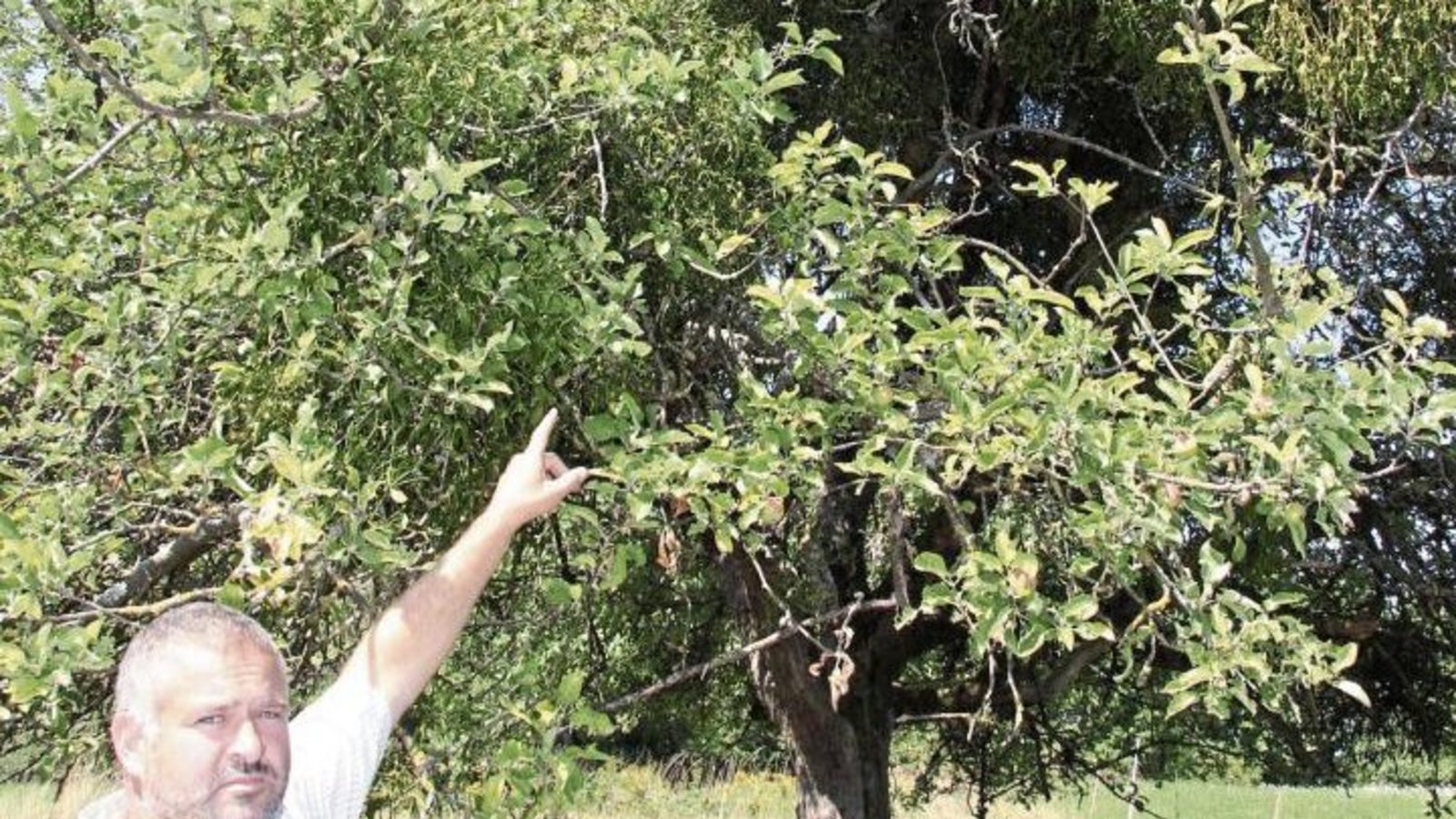 Fabian Köstlin zeigt einen stark von Misteln befallenen Apfelbaum in Ochsenbach. Fotos: Rieger Fabian Köstlin zeigt einen stark von Misteln befallenen Apfelbaum in Ochsenbach. Fotos: Rieger