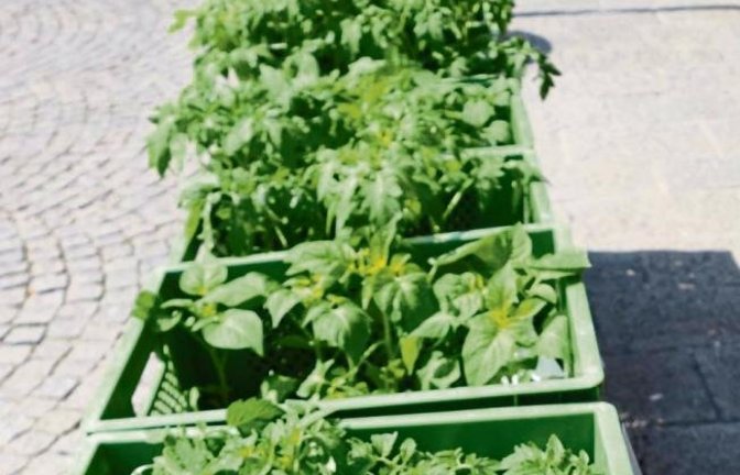 Jungpflanzen warten auf ein Zuhause: Die Pflanzzeit hat begonnen.  Foto: Rücker