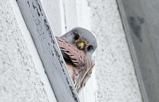 Dieser hübsche Turmfalke findet bei Sturm und Regen unterm Giebel bei Stefanie Post aus Ensingen Schutz.