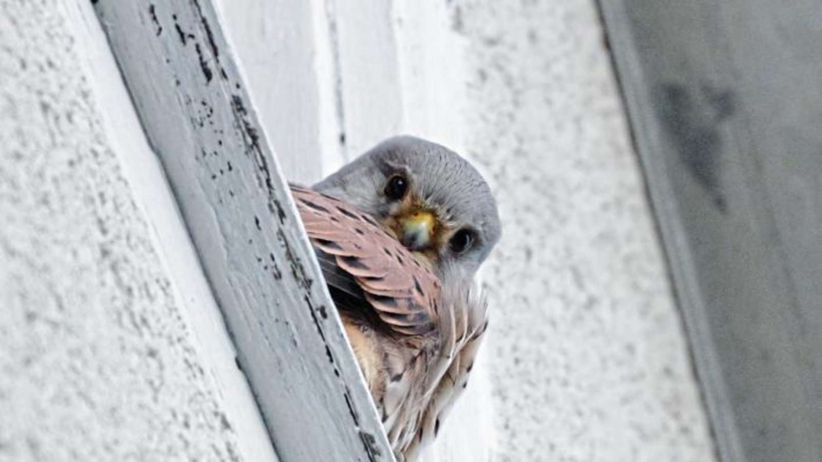 Dieser hübsche Turmfalke findet bei Sturm und Regen unterm Giebel bei Stefanie Post aus Ensingen Schutz.