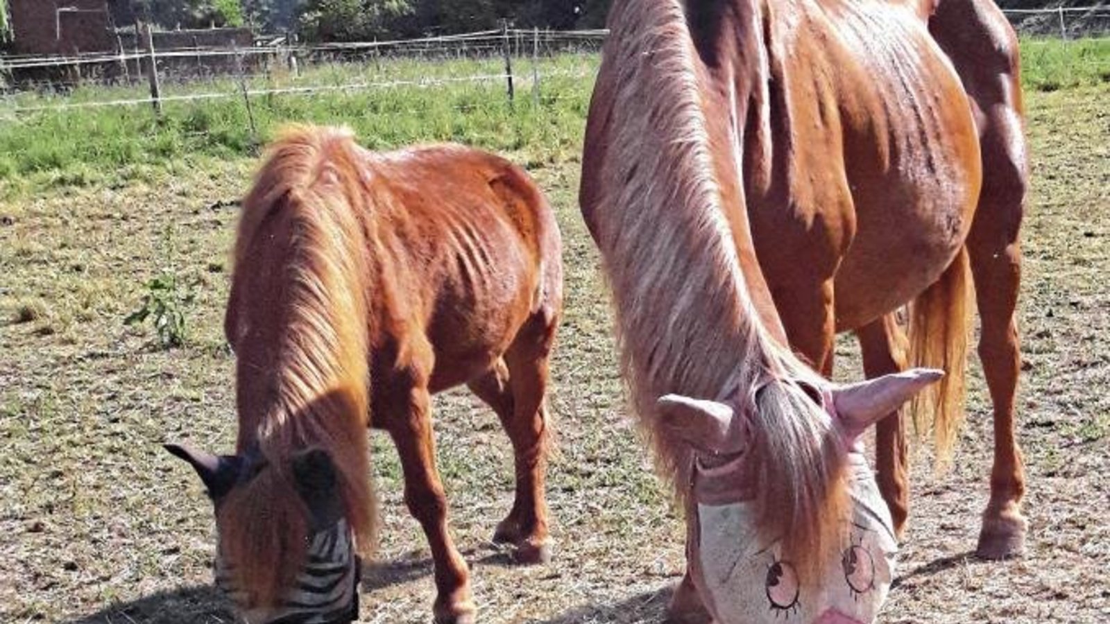 Das Pferd aus Mühlhausen macht dem Beobachter ganz schöne Augen.  Foto: Rücker