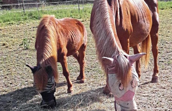 Das Pferd aus Mühlhausen macht dem Beobachter ganz schöne Augen.  Foto: Rücker