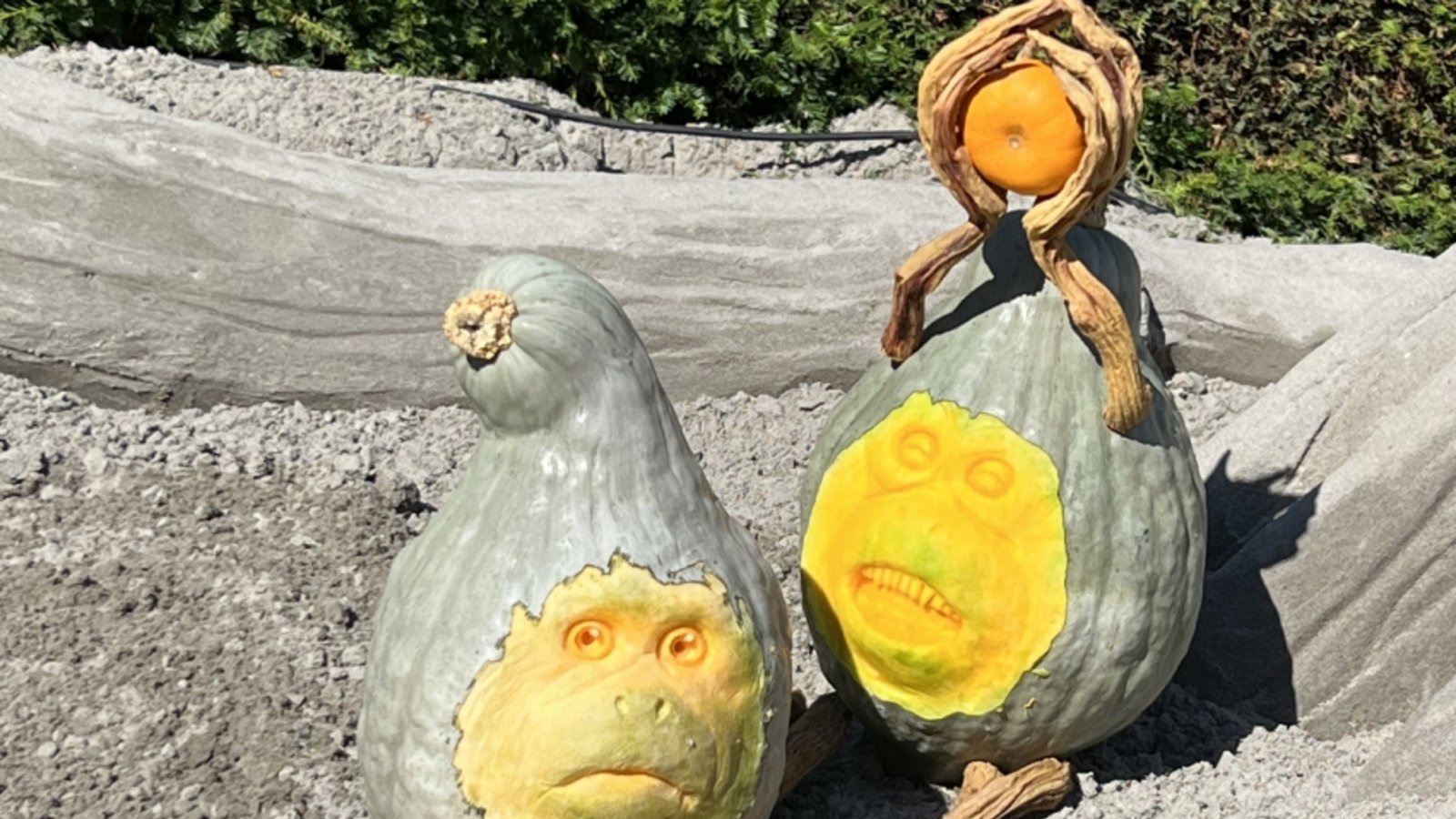 Kürbisse werden zu Kunstwerken. Foto: p Kürbisse werden zu Kunstwerken. Foto: p