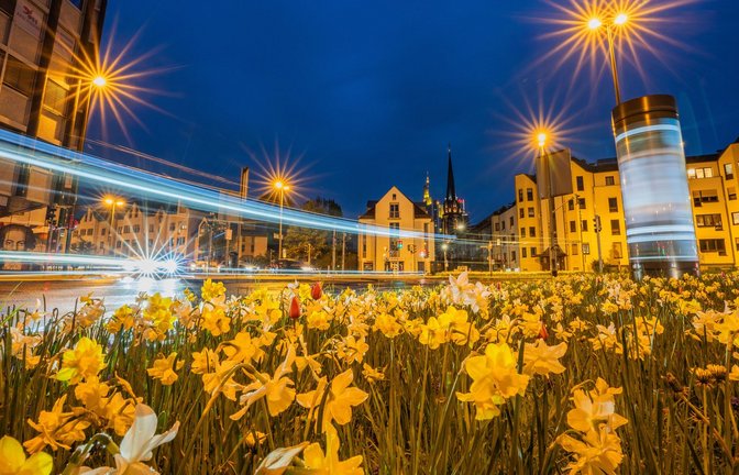Der Verkehr fließt zur Blauen Stunde um eine Verkehrsinsel mit Frühlingsblühern in der Innenstadt von Frankfurt/Main.<span class='image-autor'>Foto: Andreas Arnold/dpa</span>