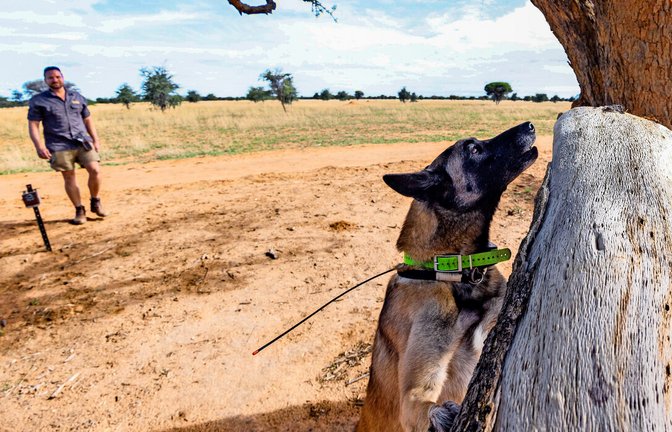 Der Spürhund namens Enyakwa von Tim Hofmann in Namibia hat Spuren von Geparden an einem Spielbaum entdeckt.<span class='image-autor'>Foto: Forrest Cole</span>